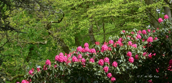 Bois des Moutiers (134) Mai 2012